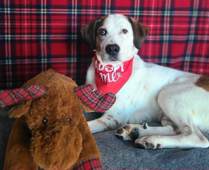 Picture of the Animal Listed